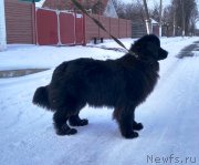 Превью фото № 233977