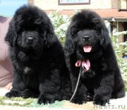 Превью фото № 235589