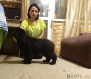 Превью фото № 239997