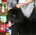 Превью фото № 43654