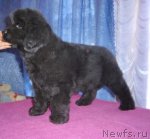 Превью фото № 49308