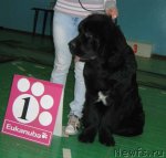 Превью фото № 54037