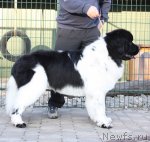 Превью фото № 79868