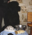 Превью фото № 83291