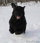 Превью фото № 83459