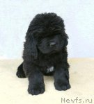 Превью фото № 85438