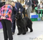 Превью фото № 91979