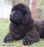 Превью фото № 94496