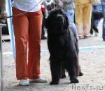 Превью фото № 97803