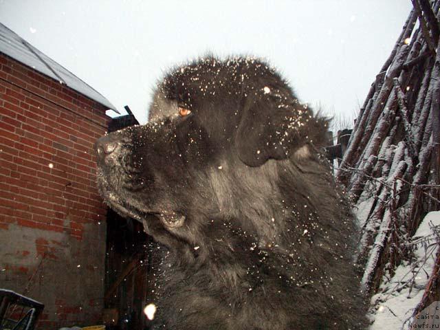 Фото: ньюфаундленд Великий Медведь Бегущий по Волнам