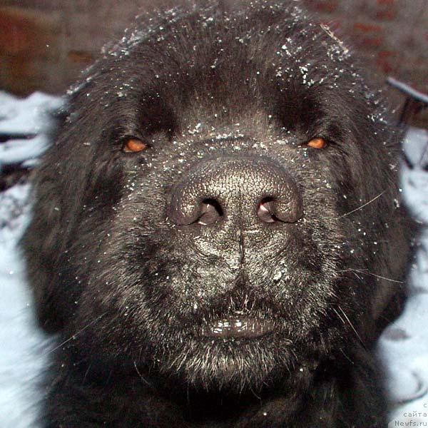 Фото: ньюфаундленд Великий Медведь Бегущий по Волнам