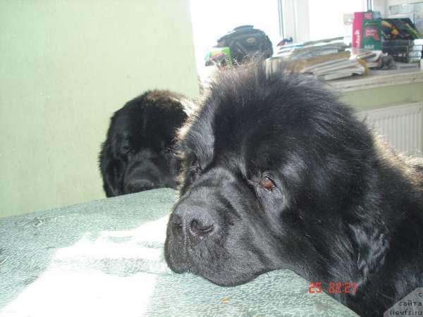 Фото: ньюфаундленд King Sibiria von Aiching