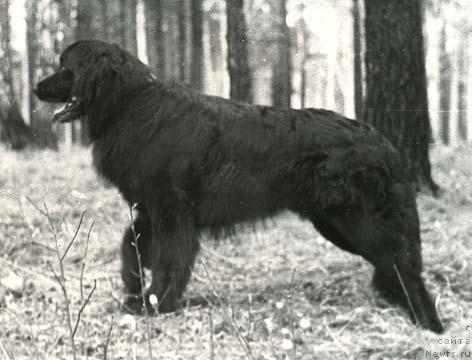 Фото: ньюфаундленд Лямур