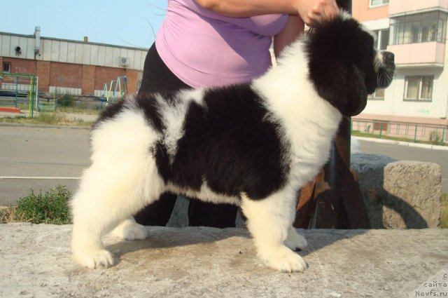 Фото: Маг Исполин Миротворец