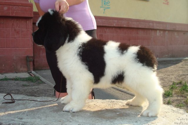 Фото: Маг Исполин Миротворец