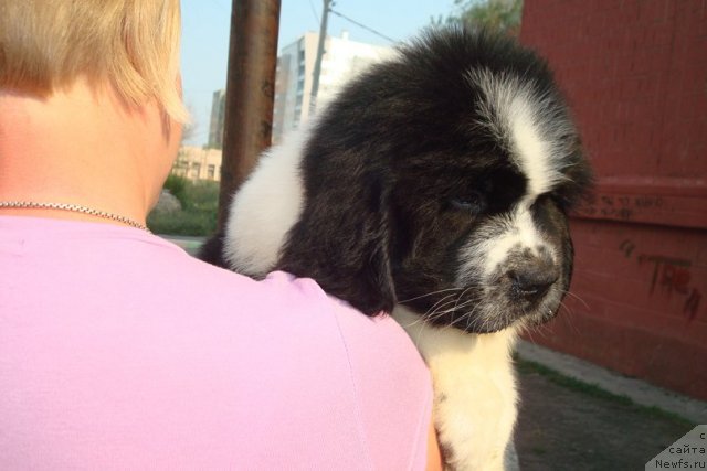 Фотография № 100003