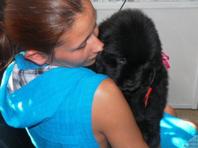 Фото: ньюфаундленд Би Перфект Алана