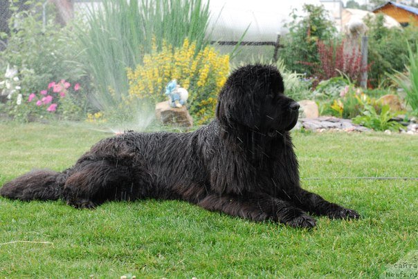 Фото: ньюфаундленд Формула Любви от Сибирского Медведя