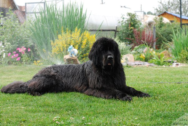 Фото: ньюфаундленд Формула Любви от Сибирского Медведя