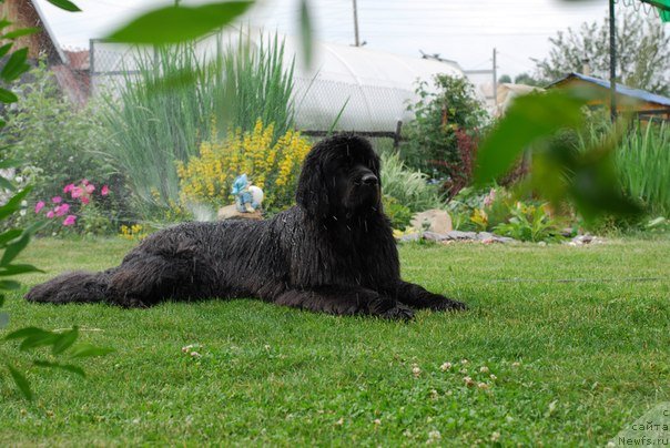 Фото: ньюфаундленд Формула Любви от Сибирского Медведя