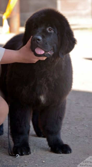 Фотография № 100045