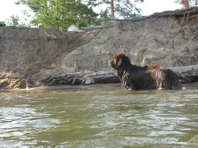 Фото: ньюфаундленд Фактурный Фрукт с Берега Дона (Fakturnyi Frukt s Berega Dona)