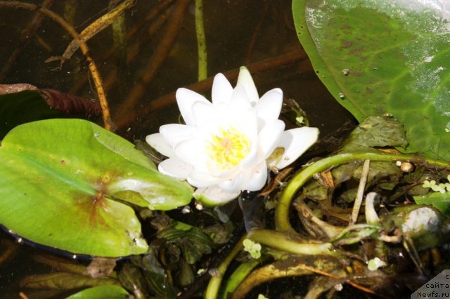 Фотография № 100059