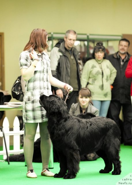 Фото: ньюфаундленд Ариадна Вейк (Ariadna Veik)