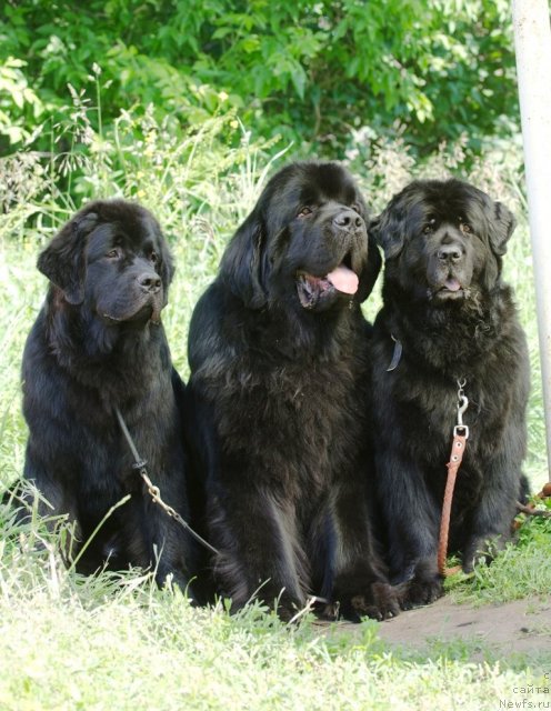 Фотография № 100085