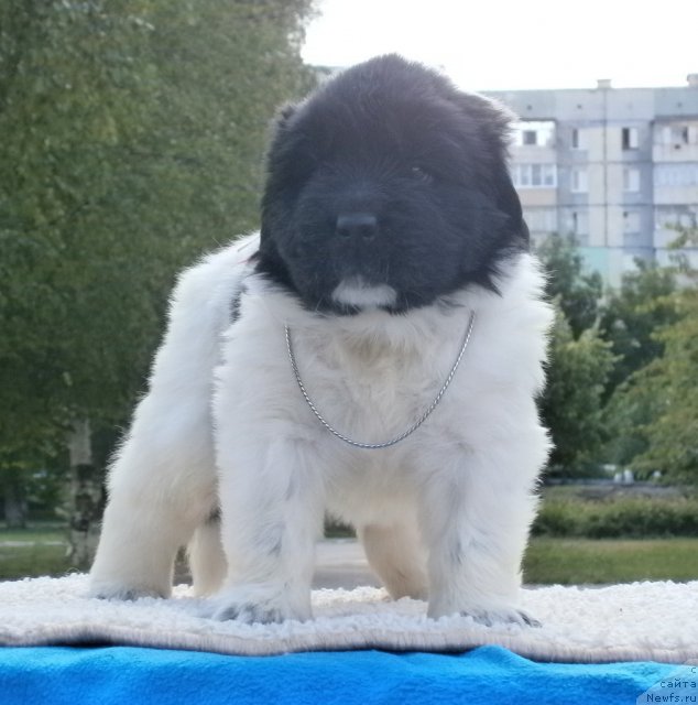 Фото: ньюфаундленд California Charming Flirt Aqua Pearl