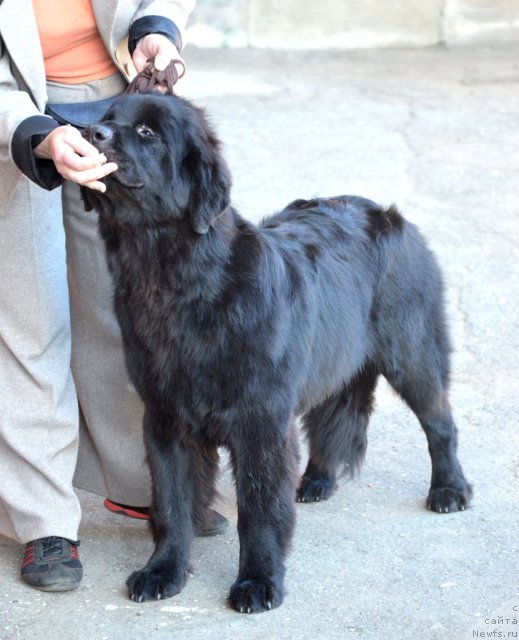 Фотография № 100100