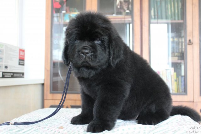 Фото: второй кобель