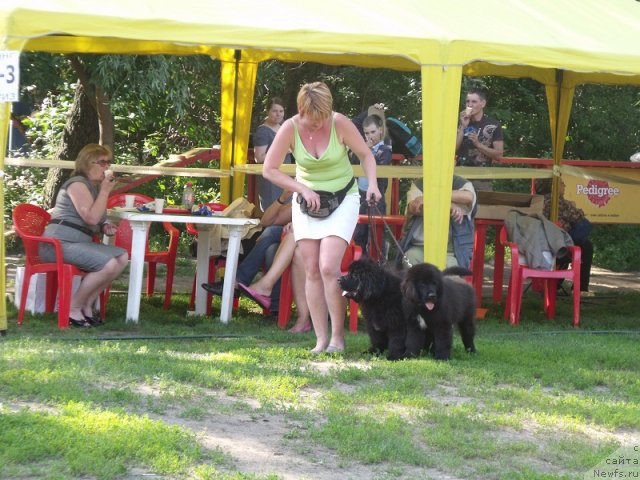 Фото: ньюфаундленд Избранный Витязь, ньюфаундленд Искусная Кокетка