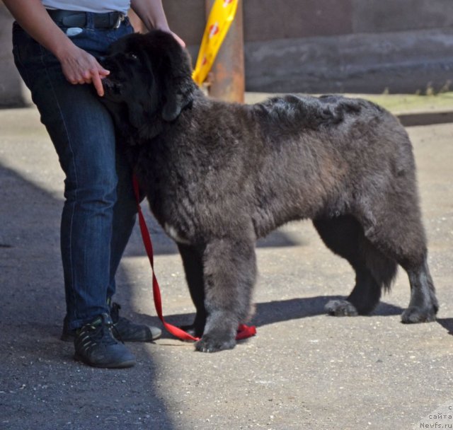 Фотография № 100146