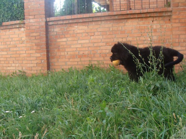 Фото: ньюфаундленд Бегущая по Волнам Центер оф Аттрактион