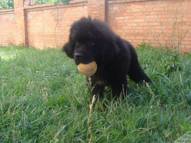 Фото: ньюфаундленд Бегущая по Волнам Центер оф Аттрактион