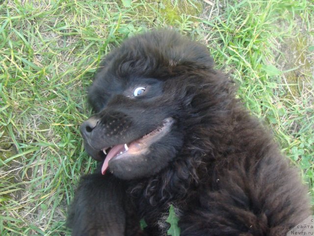 Фото: ньюфаундленд Бегущая по Волнам Центер оф Аттрактион