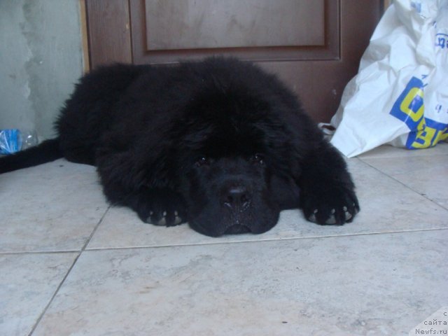 Фото: ньюфаундленд Бегущая по Волнам Центер оф Аттрактион