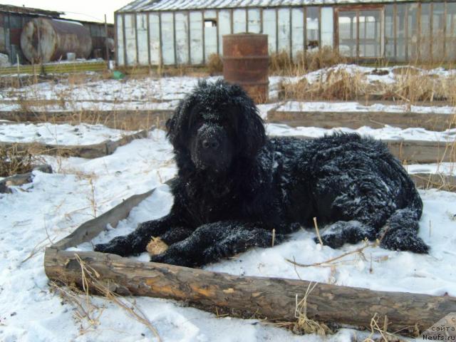 Фото: ньюфаундленд Рябинушка от Сибирского Медведя