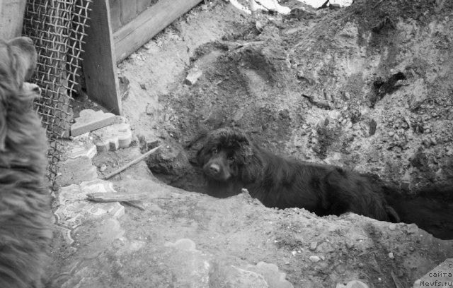 Фото: ньюфаундленд Изумрудная Лагуна Аргона