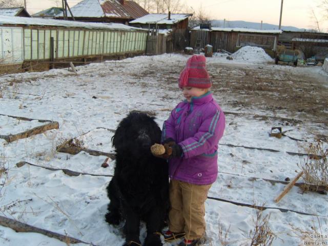 Фото: Рябинушка от Сибирского Медведя