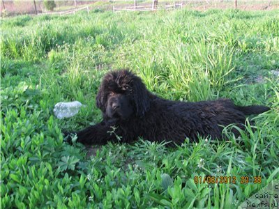 Фото: ньюфаундленд Супер Премиум Линиэль Дайлиррин (Super Premium Liniel Daylirring)