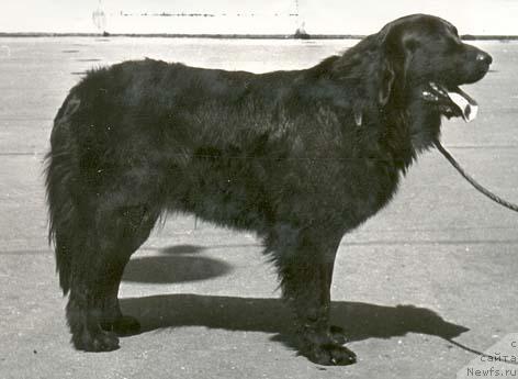 Фото: ньюфаундленд Эрна Аспи