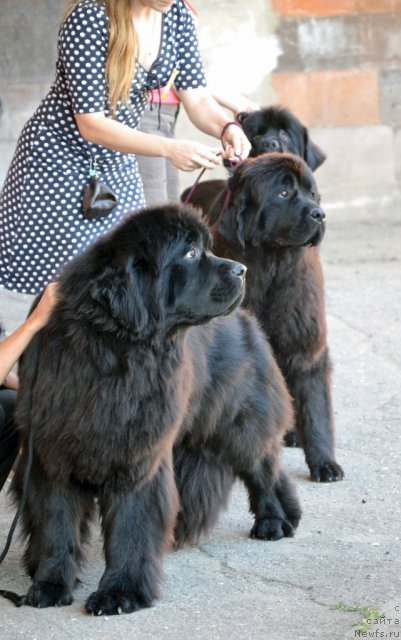 Фотография № 100210