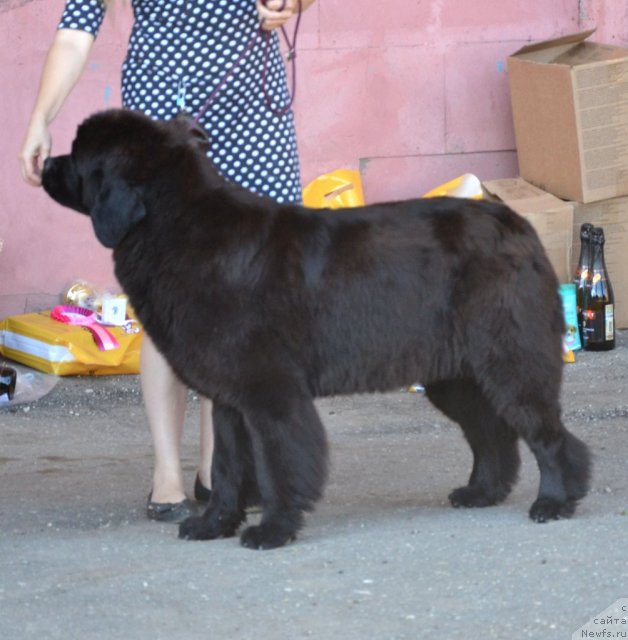 Фотография № 100214