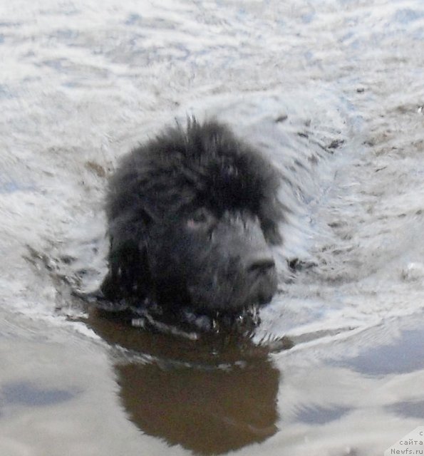 Фото: ньюфаундленд Бегущая по Волнам Царица Савская