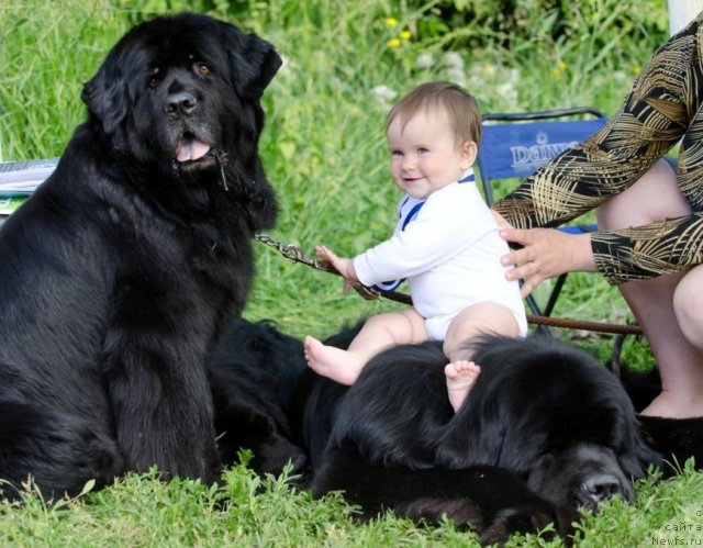 Фото: ньюфаундленд Арабелла Дочь Вивата, Татьяна Комиссарова
