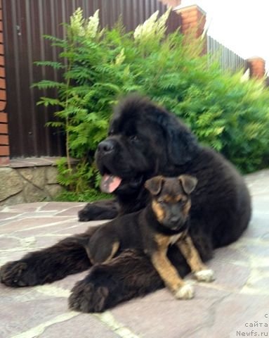 Фото: ньюфаундленд Черный Шарм Алессандро