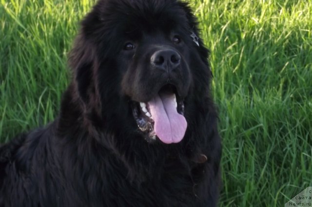 Фото: ньюфаундленд Арье Черная Сенсация Пармы