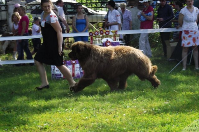 Фото: ньюфаундленд Командор из Медвежьего Яра